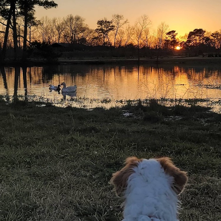 picture of a pond with ducks at sunset with the light reflecting on the water and a dog sitting in the grass with just the back of their head visible watching the ducks